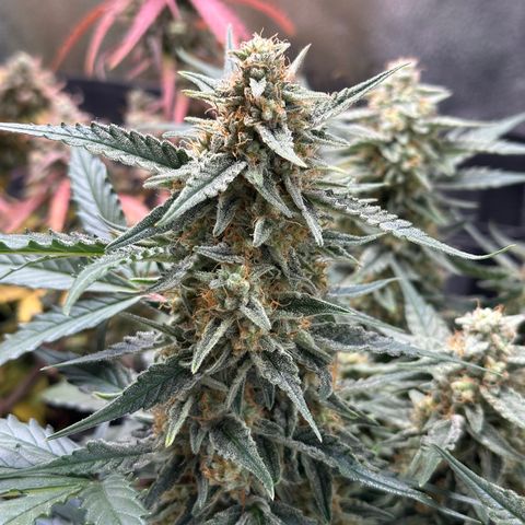 Medusa F1 growlog timeline photo