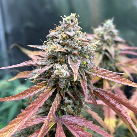 Orion F1 #2 growlog timeline photo