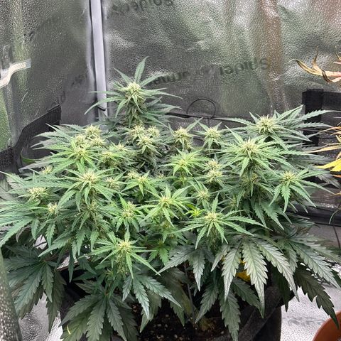 Wedding Cake 🍰 growlog timeline photo