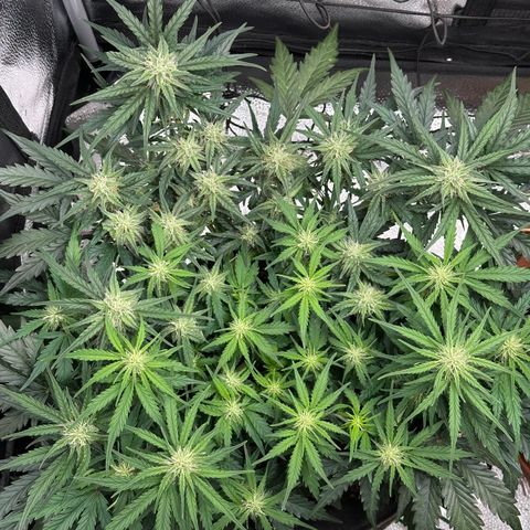 Wedding Cake 🍰 growlog timeline photo