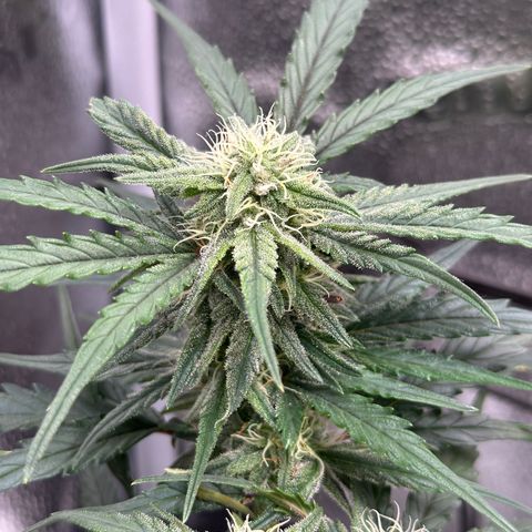 Wedding Cake 🍰 growlog timeline photo