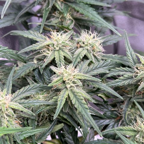 Wedding Cake 🍰 growlog timeline photo