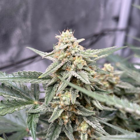 Medusa F1 growlog timeline photo