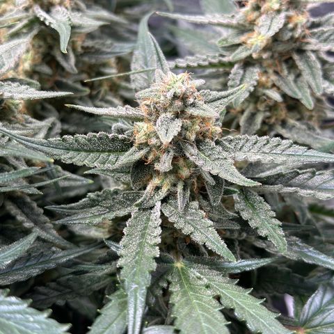 Medusa F1 growlog timeline photo