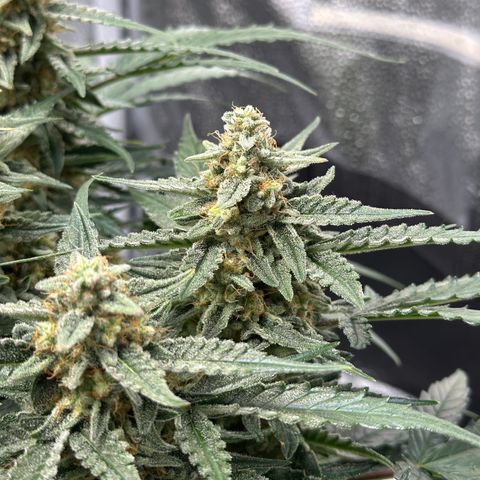 Medusa F1 growlog timeline photo