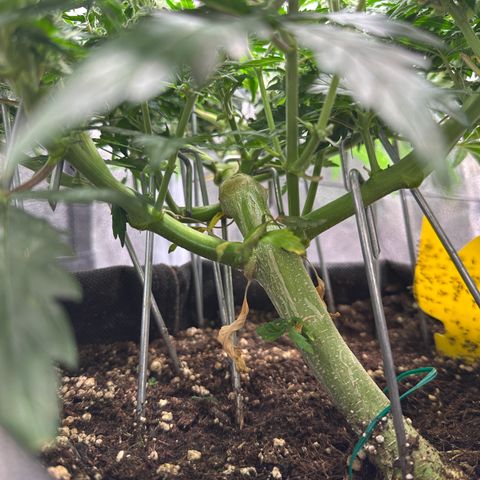 Wedding Cake 🍰 growlog timeline photo