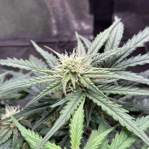 Wedding Cake 🍰 growlog timeline photo