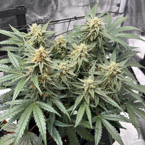 Medusa F1 growlog timeline photo
