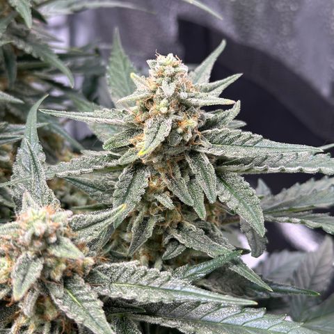 Medusa F1 growlog timeline photo