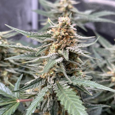 Medusa F1 growlog timeline photo