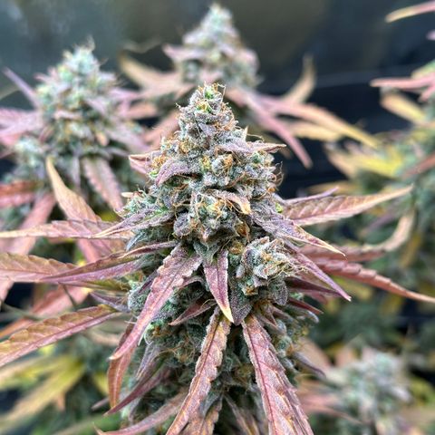 Orion F1 #2 growlog timeline photo