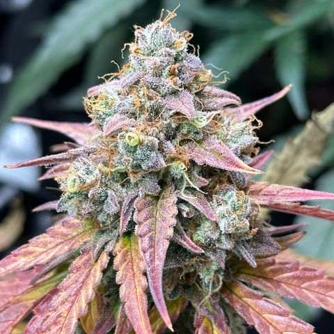 Orion F1 #2 growlog timeline photo