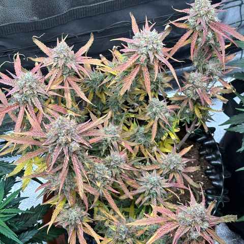 Orion F1 #2 growlog timeline photo