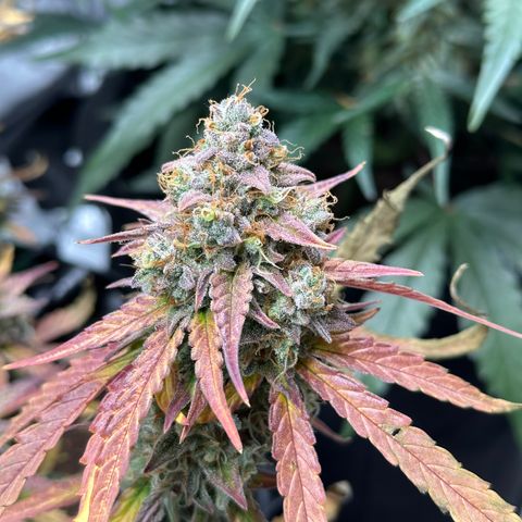 Orion F1 #2 growlog timeline photo