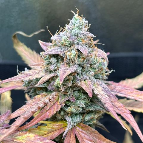 Orion F1 #2 growlog timeline photo