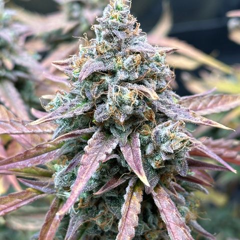 Orion F1 #2 growlog timeline photo