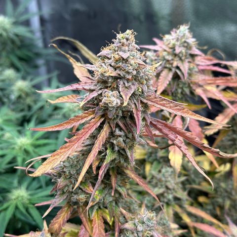 Orion F1 #2 growlog timeline photo