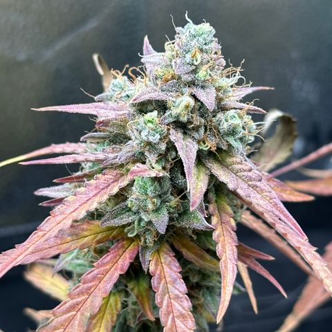 Orion F1 #2 growlog timeline photo