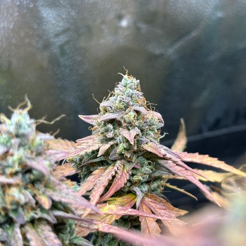 Orion F1 #2 growlog timeline photo