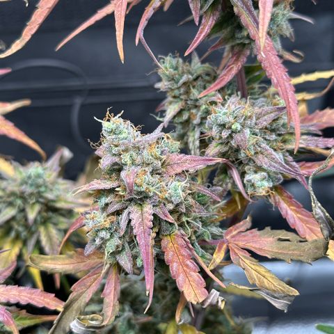 Orion F1 #2 growlog timeline photo