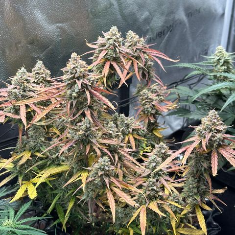 Orion F1 #2 growlog timeline photo