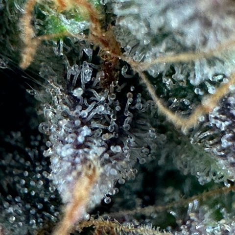 Orion F1 #2 growlog timeline photo
