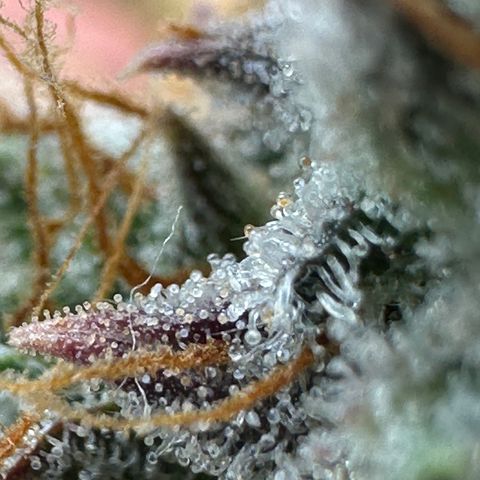 Orion F1 #2 growlog timeline photo