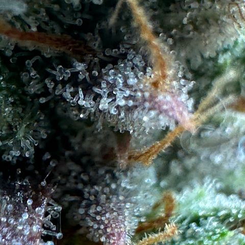 Orion F1 #2 growlog timeline photo