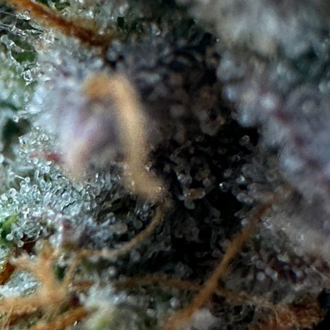 Orion F1 #2 growlog timeline photo