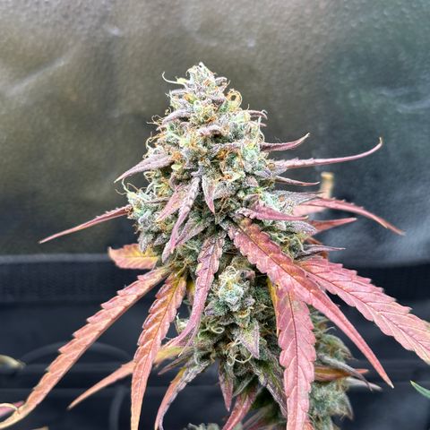 Orion F1 #2 growlog timeline photo