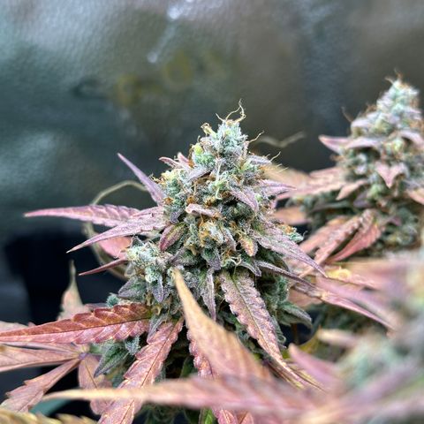 Orion F1 #2 growlog timeline photo