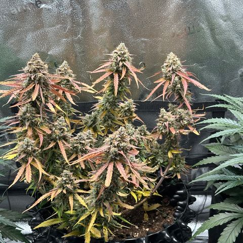Orion F1 #2 growlog timeline photo