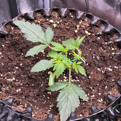 Triple G Automatic growlog timeline photo