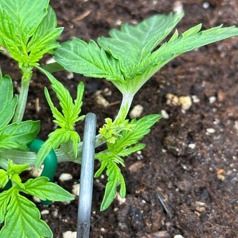 Triple G Automatic growlog timeline photo