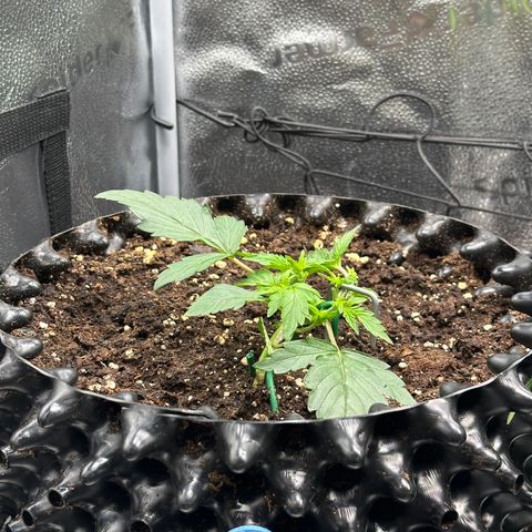 Triple G Automatic growlog timeline photo