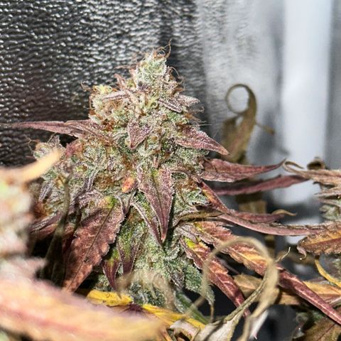 Orion F1 #2 growlog timeline photo