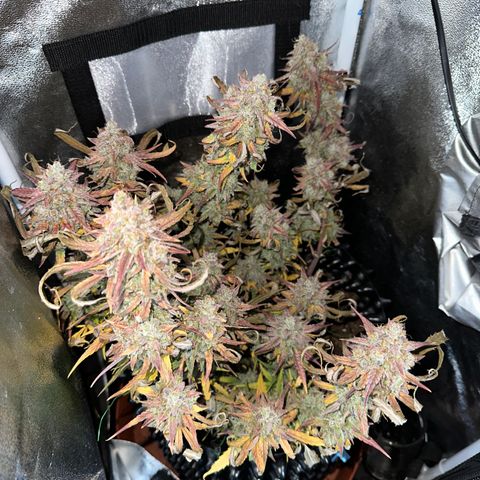 Orion F1 #2 growlog timeline photo