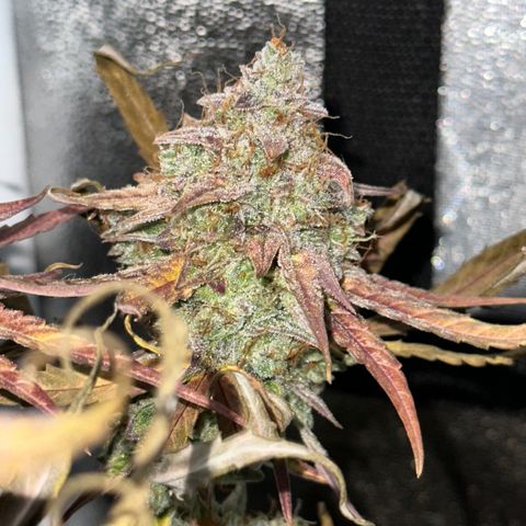 Orion F1 #2 growlog timeline photo
