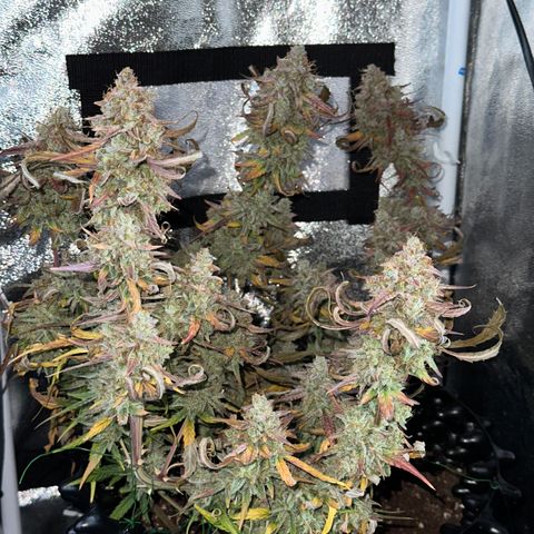 Orion F1 #2 growlog timeline photo