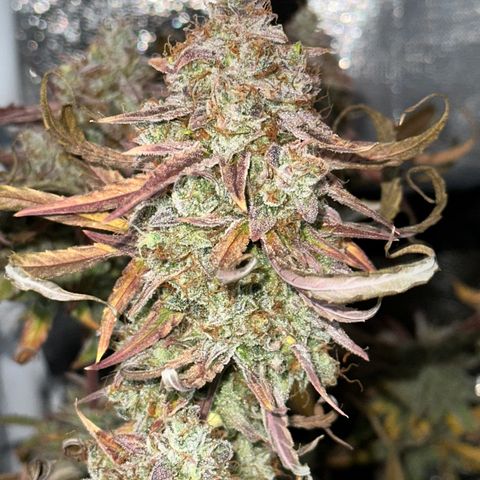 Orion F1 #2 growlog timeline photo