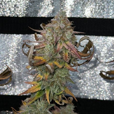 Orion F1 #2 growlog timeline photo