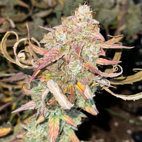 Orion F1 #2 growlog timeline photo