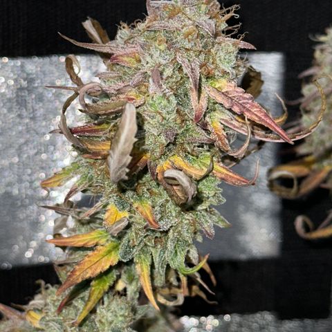 Orion F1 #2 growlog timeline photo