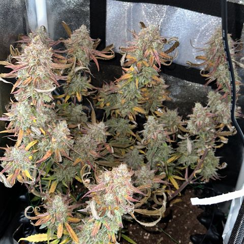 Orion F1 #2 growlog timeline photo