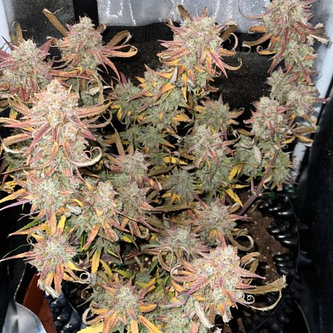 Orion F1 #2 growlog timeline photo