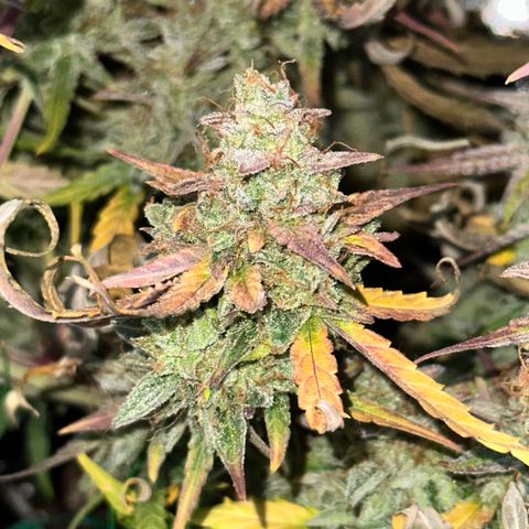 Orion F1 #2 growlog timeline photo