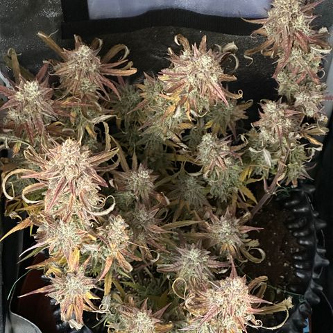 Orion F1 #2 growlog timeline photo