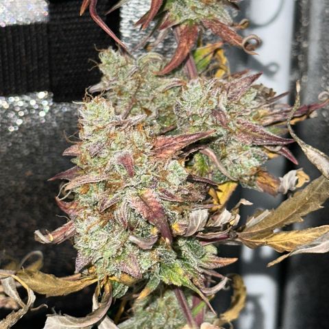 Orion F1 #2 growlog timeline photo