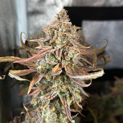 Orion F1 #2 growlog timeline photo