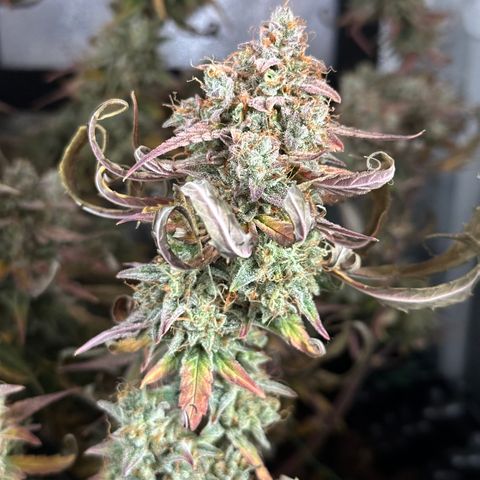 Orion F1 #2 growlog timeline photo